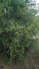 Rhoicissus revoilii