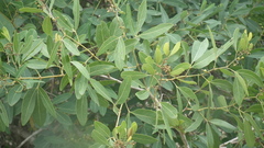 Rhoicissus revoilii