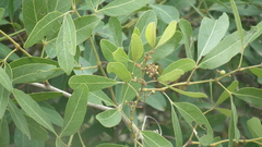 Rhoicissus revoilii