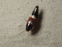 Tachyporus pusillus