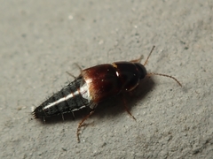 Tachyporus pusillus