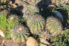 Ferocactus viridescens