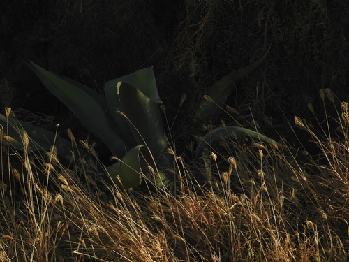 Agave salmiana