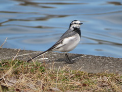 Motacilla alba lugens