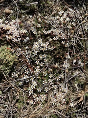 Pyxidanthera brevifolia