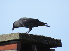 Corvus monedula