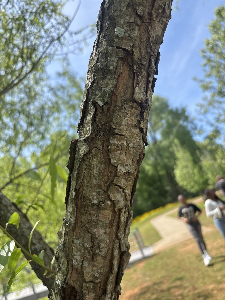 black willow from James Clemens High School, Madison, AL, US on April ...