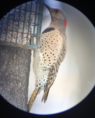 Colaptes auratus auratus