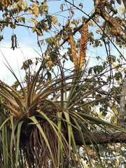 Tillandsia jaliscomonticola