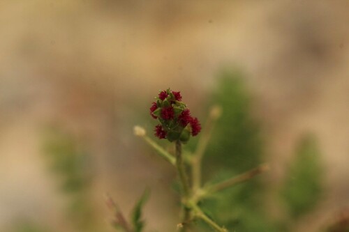 Spiny Burnet