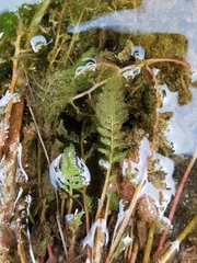 Marathrum plumosum