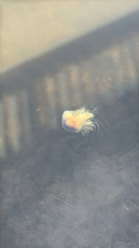 Atlantic Lion's Mane Jelly photographed in Massachusetts