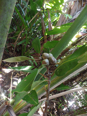 Coffea richardii