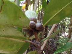 Coffea richardii