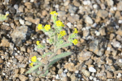 Arnebia hispidissima