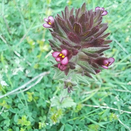 Broadleaf Glandweed