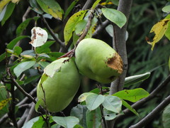 Pseudocydonia sinensis