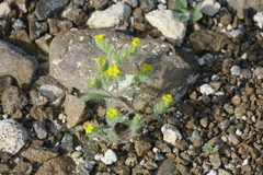 Arnebia hispidissima