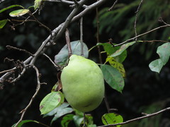 Pseudocydonia sinensis