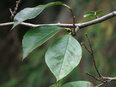 Pseudocydonia sinensis