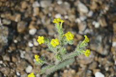 Arnebia hispidissima