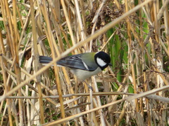 Parus minor