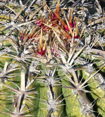 Ferocactus viridescens