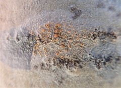 Caloplaca cerina