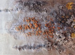 Caloplaca cerina