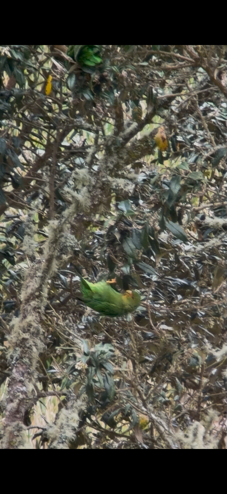 Rufous-fronted Parakeet (Bolborhynchus ferrugineifrons), photo 2