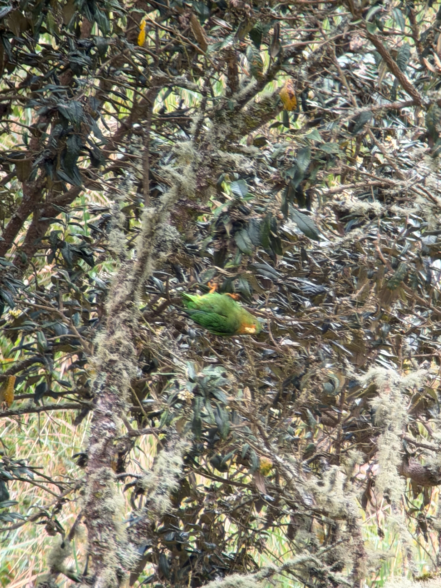 Rufous-fronted Parakeet (Bolborhynchus ferrugineifrons), photo 3