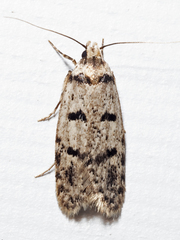 Scatochresis episema