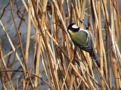 Parus minor