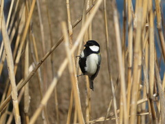 Parus minor