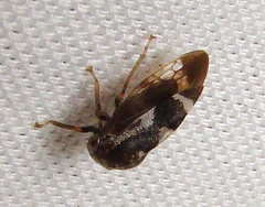 Ophiderma salamandra