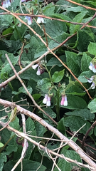 Symphytum × hidcotense