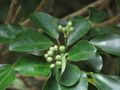 Dendropanax trifidus