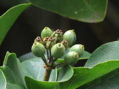Dendropanax trifidus