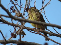 Emberiza personata