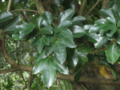 Dendropanax trifidus