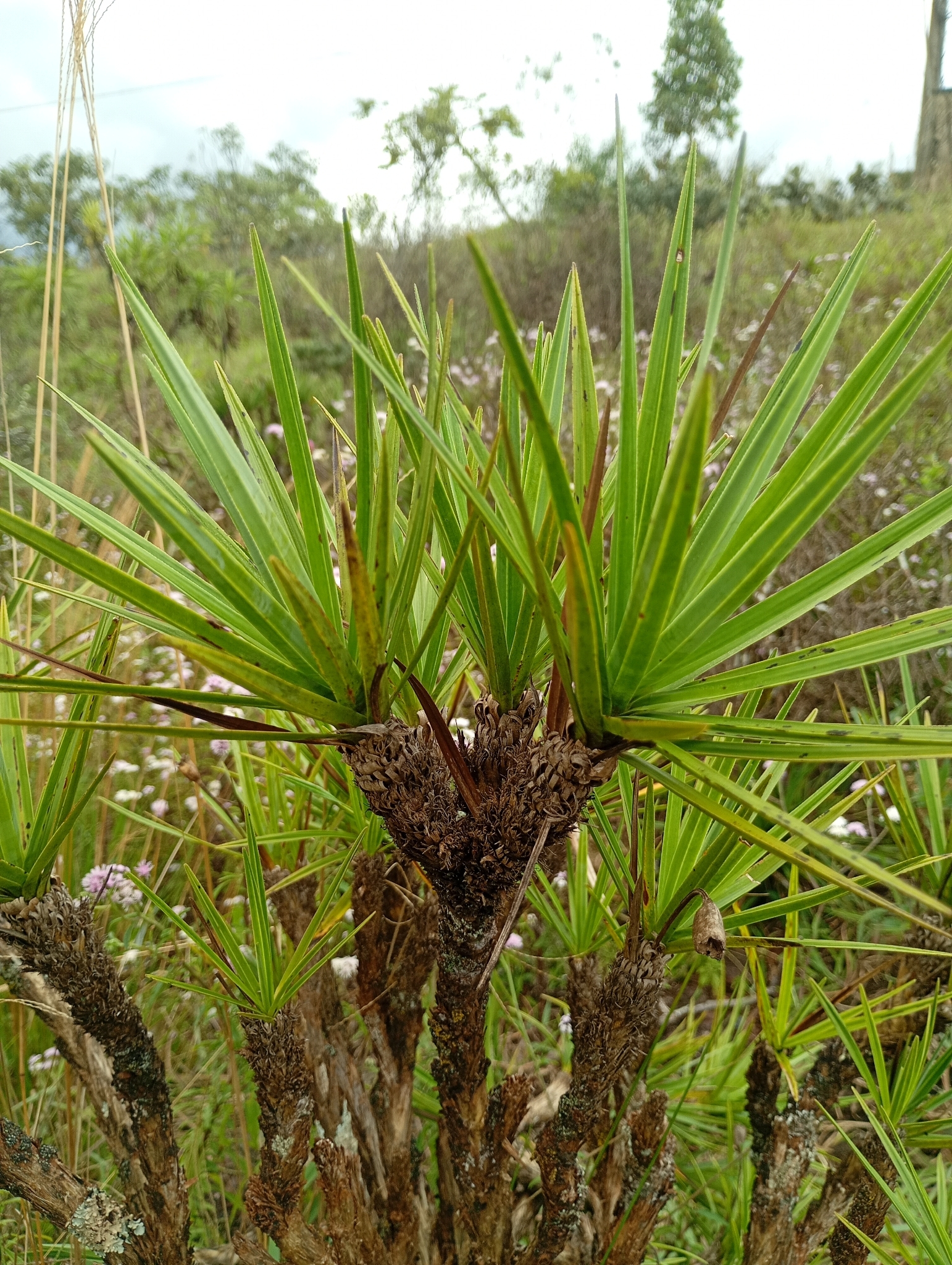 Vellozia compacta