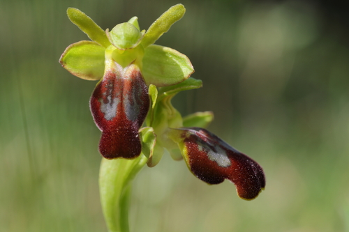 Ophrys fusca calocaerina