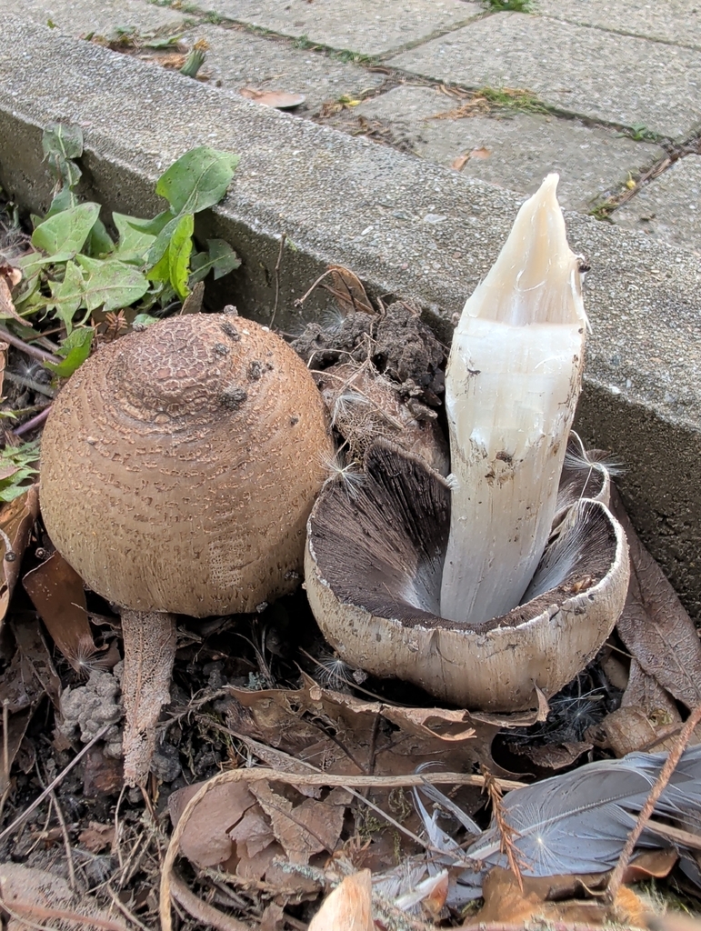 Coprinopsis romagnesiana · April 2026 · photo: © vincent_b (iNaturalist, cc-by)
