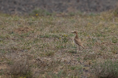 Charadrius leschenaultii