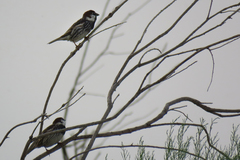 Passer hispaniolensis