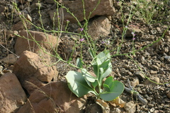 Physorhynchus chamaerapistrum