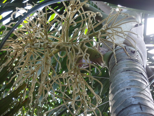 Dypsis bejofo image