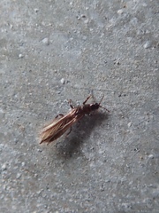 Echinothrips americanus