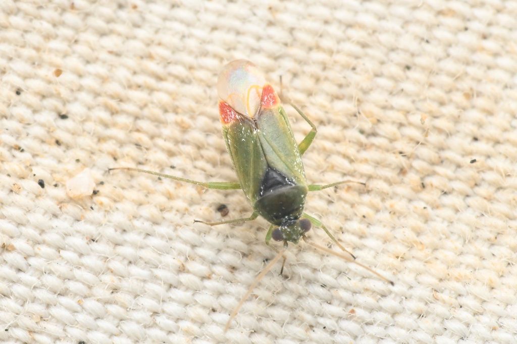 Parthenicus peregrinus