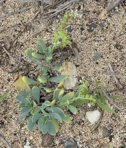 alkali heliotrope